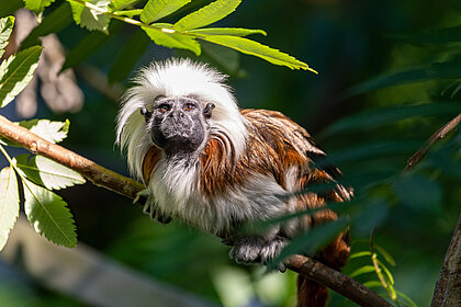 Tierwelt Herberstein