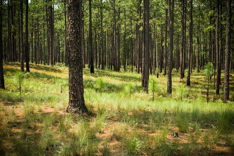 Pine tree grove. New saplings poke through the forest floor.