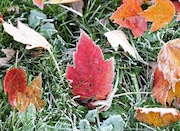 Leaves are frozen in place on Thursday morning on Fourth Street, Liverpool, NY, Thursday November 9, 2017