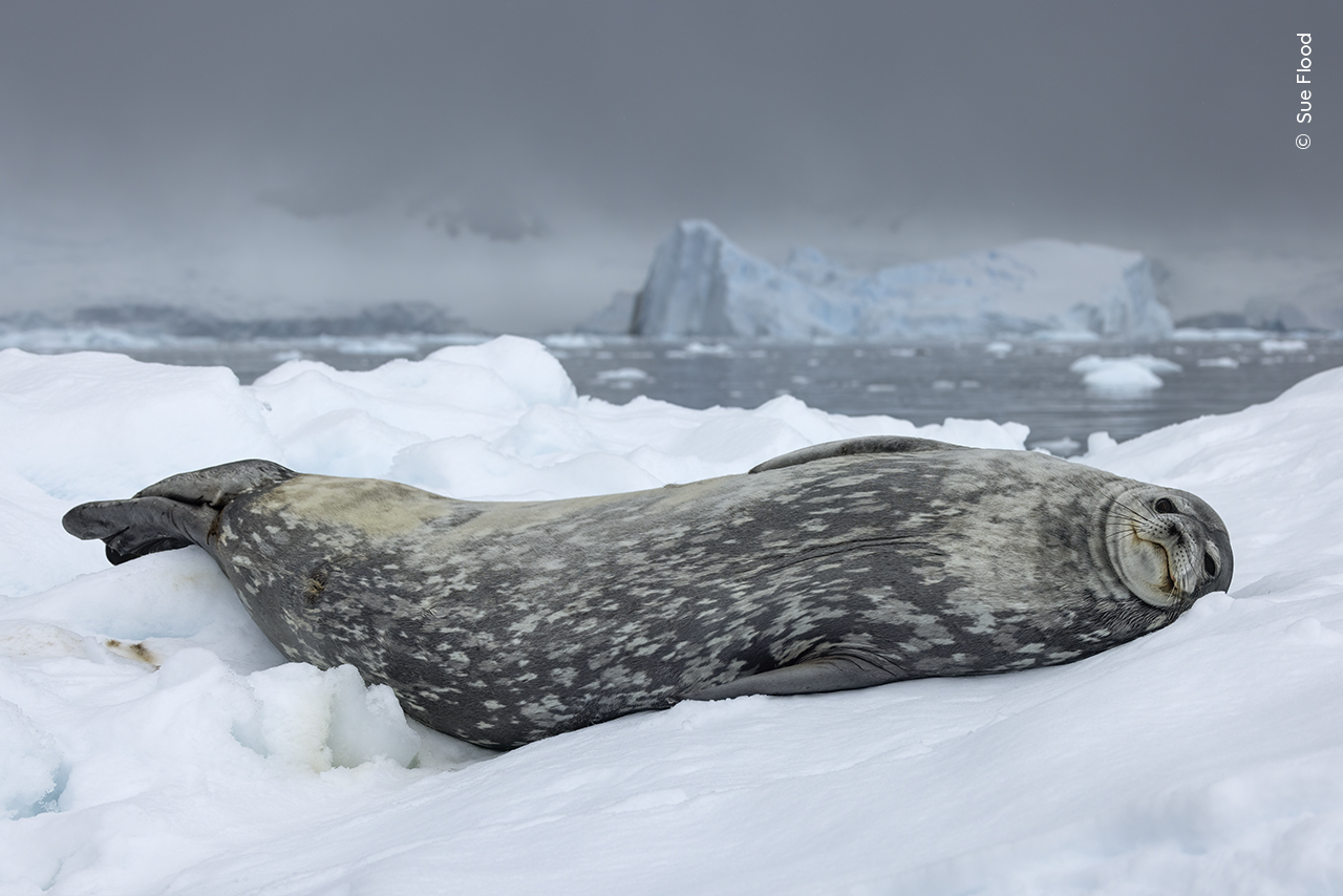 Icy Repose