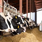 Black and white Holstein dairy cows sticking their heads through a stall fence and eating hay while a farmer carries a jug of milk in the background.