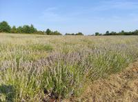 Lavanda i smilje  eterično ulje ISTRA