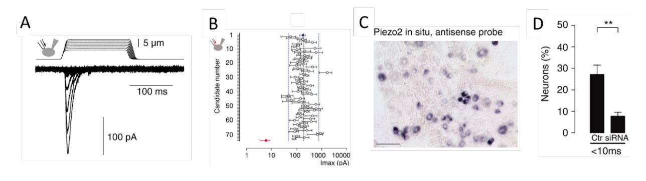 Mechanosensitive currents in Neuro2A cells