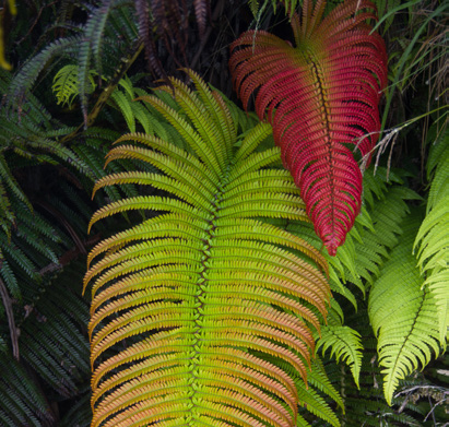 Summit District Plant Guide - Haleakalā National Park (U.S. National ...