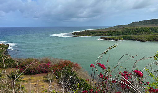 A grassy beachfront with view of the ocean.