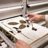 Photo of a scientist at work in the herbarium