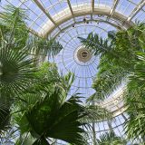 A photo of the Palm Dome in the Enid A. Haupt Conservatory