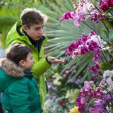 Two young boys examining pink and white orchids.