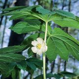 Photo of a May Apple