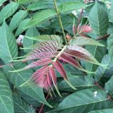 Photo of the red and green leaves of an Ailanthus tree