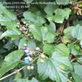 Photo of a Porcelain berry plant