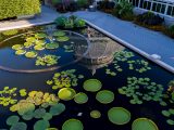 Conservatory pool with water lilies and the Palm Dome reflection in the water