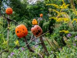 Several pumpkins with faces in the grass