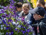 Children looking at purple/blue flowers