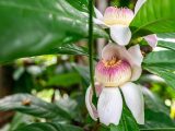 Close up of a pink, yellow, and white flower