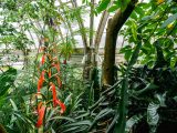 A bright orange plant in the conservatory