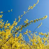 Photo of Forsythia flowers