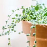 A potted houseplant.