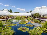 Conservatory pool full of lotuses and water lilies