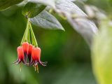 Close up of hanging red and purple bell-like flowers