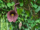 A maroon flower with white marks hanging from a vine