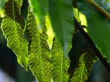 Large green leaves with dark brown marks