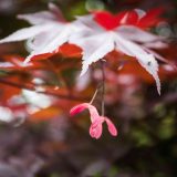 Close of small red maple seed pods