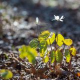 A spring blooming native plant