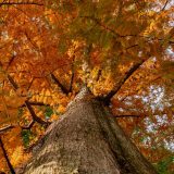 an aerial view of a tree with bursting orange and green leaves