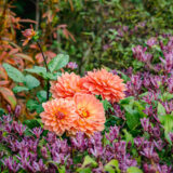 a bunch of orange dahlias surrounded by small purple flowers along Seasonal Walk