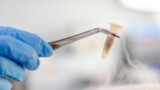 a hand in a blue latex glove holds a test tube with plant material in it