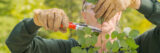 a person with tan gloves on is outside pruning a plant