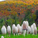 A collection of white mushrooms growing beneath a mountain of fall foliage