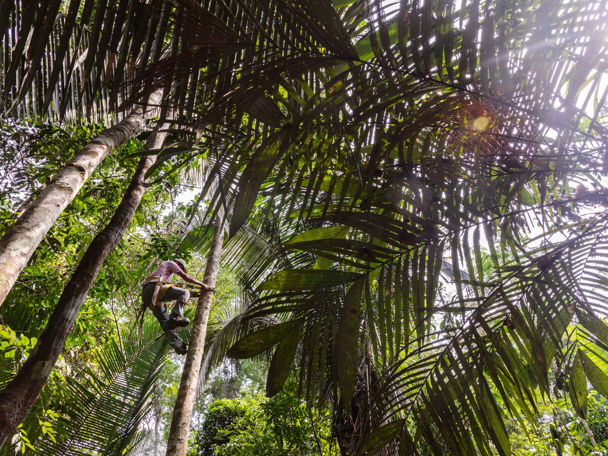 A person in climbing gear scales a palm tree in a tropical forest