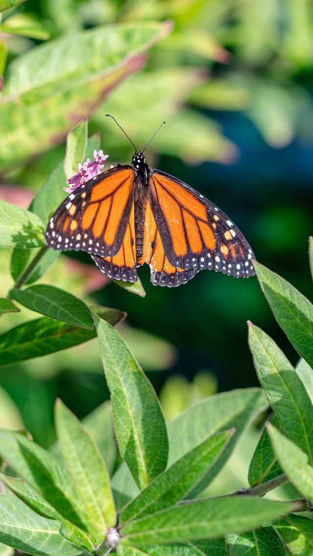 Is the modern focus on native plants really as important to our environment as claimed—and if so, how? 🌿🐝

In this week’s episode of #PlantPeople with @prxofficial, we catch up with Doug Tallamy, Professor of Agriculture & Natural Resources at @udelaware. As an expert in their Department of Entomology and Wildlife Ecology, he knows a thing or two about the benefits of planting natives, and feeding the birds and the bees (and squirrels, butterflies… you get the gist) is high on the list. Listen through the link in our bio to find out how healthy ecosystems rely on these plants to thrive, and how the home garden is just the start.

Don’t forget to rate and subscribe!

#NativePlants