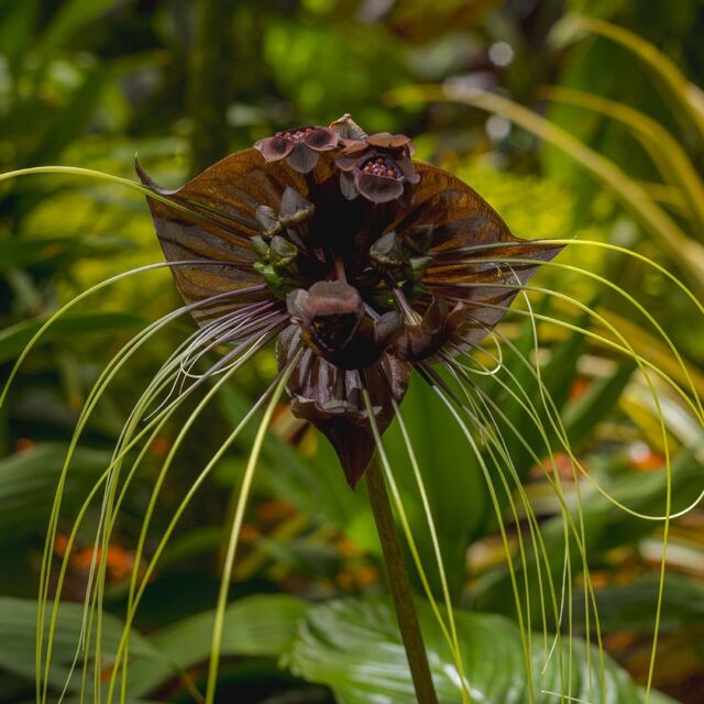 Among the strange and beautiful flowers you may see in Wonderland: Curious Nature is the aptly named bat flower. 🦇
 
The classic Victorian plantings in the Haupt Conservatory right now reimagine the very Oxford gardens that inspired Alice’s Adventures in Wonderland. The further you venture in, however, the more weird and wonderful the plants get. This truly gothic addition to the displays is hard to miss with its black flower spread like whispering wings.
 
With summer waning and fall frights on the horizon, it’s perfect to get us ready for a new season! Don’t miss Wonderland on view through October 27.
 
#Tacca chantrieri #WonderlandNYBG #CuriousNature