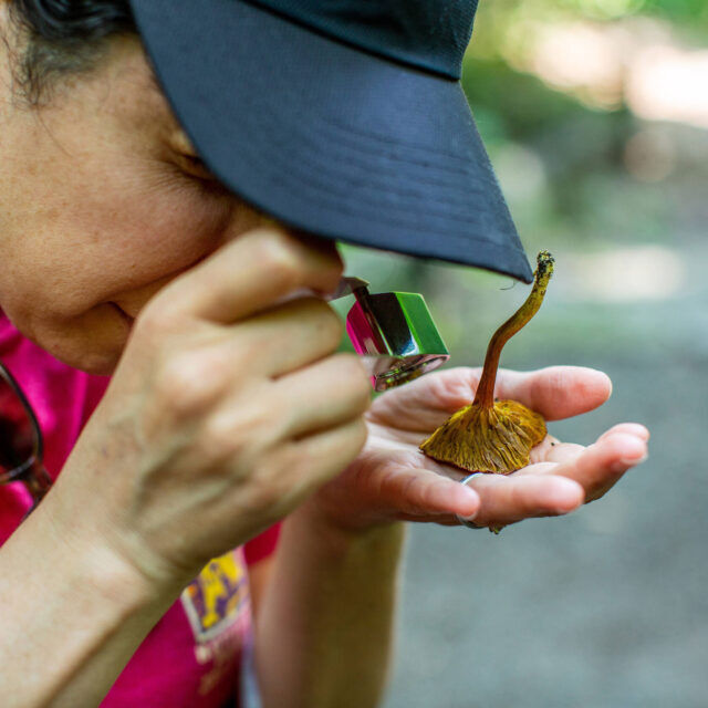 Whether you’re a mushroom maniac or just think fungus is neat, we can’t wait to see you at Magic Mushroom Weekend! 🍄🎉

This Saturday and Sunday, September 14 and 15, experience Wonderland: Curious Nature while you explore the peculiar world of mushrooms—and learn all about the near-endless possibilities they offer, from food to fashion, cosmetics to construction, and meditation to mind-altering experiences. With live music, crafts, tours, and myriad mushroom artists, artisans, and food vendors to check out, you might just leave the Garden a newly minted mycophile.

Grab tickets through the link in our bio, and be sure to bring your curiosity!

#MagicMushroomWeekend