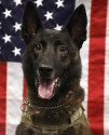 K9 Luca | DeSoto County Sheriff's Office, Mississippi