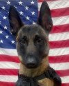 K9 Raiden | Tomah Police Department, Wisconsin