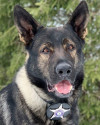 K9 Dax | Lake County Sheriff's Office, Illinois