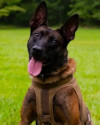 K9 Coba | South Carolina Law Enforcement Division, South Carolina