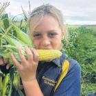 Lotte Thomas, 10, enjoys a cob of corn. PHOTO: SUPPLIED