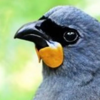 How the South Island kōkako may look. Photo: South Island kokako Charitable Trust. Original image...