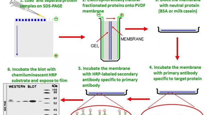 Western Blotting Flow Chart