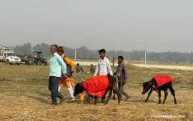 गढीमाईमा जे देखियो