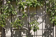 An apple tree pruned espalier style to lay flat against a trellis. Photographed on Thursday, May 16, 2013 at Cleveland Botanical Garden.