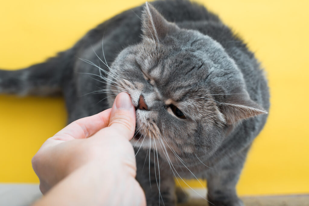 Probióticos: você sabe qual a importância para a saúde do seu pet?