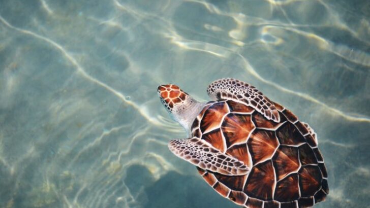 Loggerhead Sea Turtle