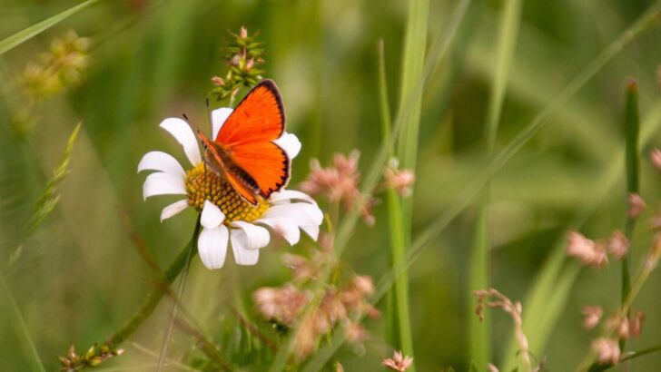 a butterfly sitting on a flower to show that saving pollinators is important for reproducing flowers