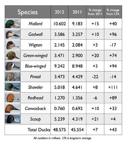 Duck Identification Chart With Pictures